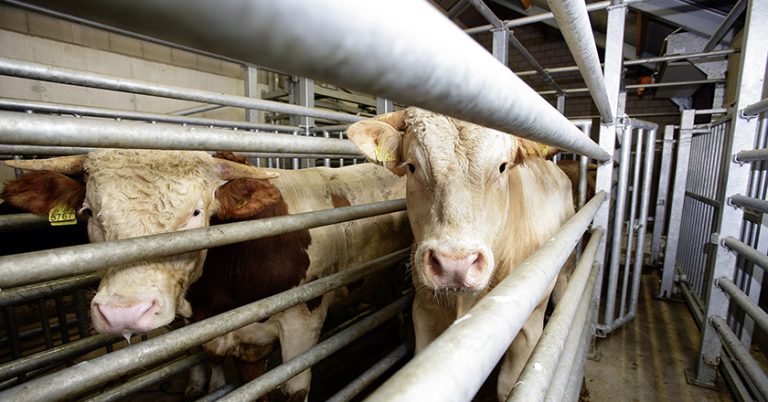 Zwei Warten auf die neuen Betäubungsgeräte