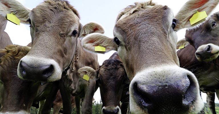 Ziel des Innovationspreises sind glueckliche Kuehe.