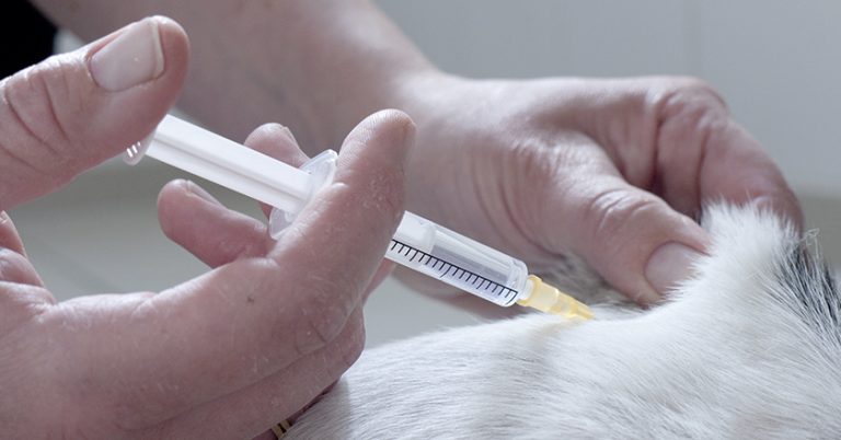 Der Einsatz von Antibiotika schürt Ängste