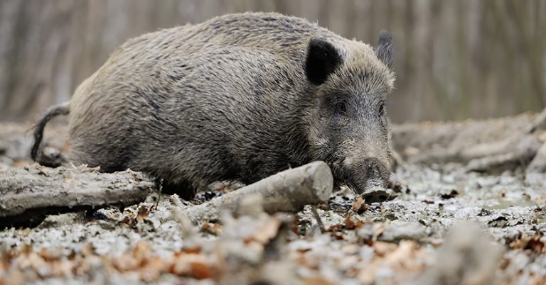 Schweinepest ante protras