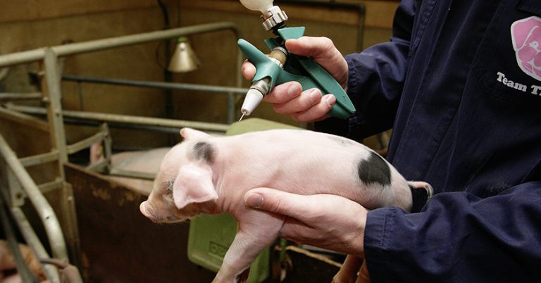 Tierarzt liefert an QS Daten