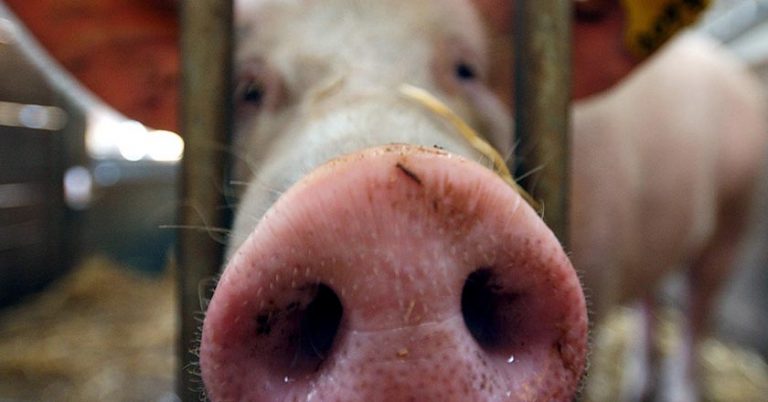 Tiergesundheitsindices