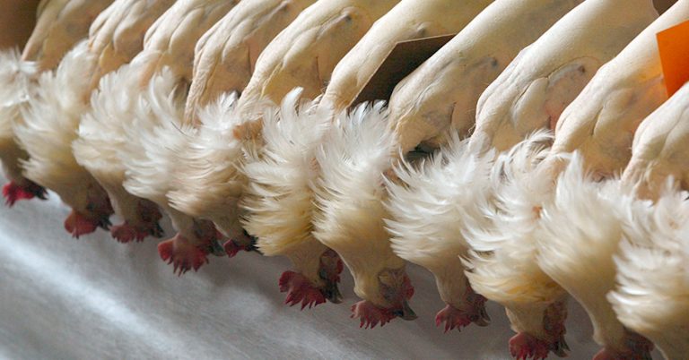 Huehner Schlachthof cb