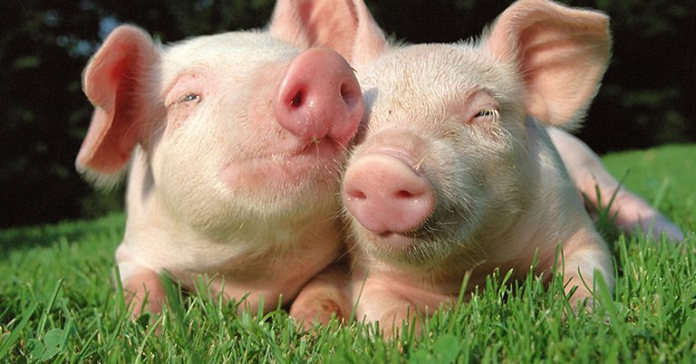 Schweinefleisch Food-Pairing Rezepte