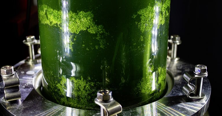 Raps Forschung Gruenalgen